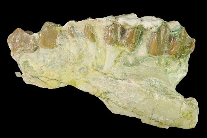 Oreodont (Merycoidodon) Jaw Section - South Dakota #136038